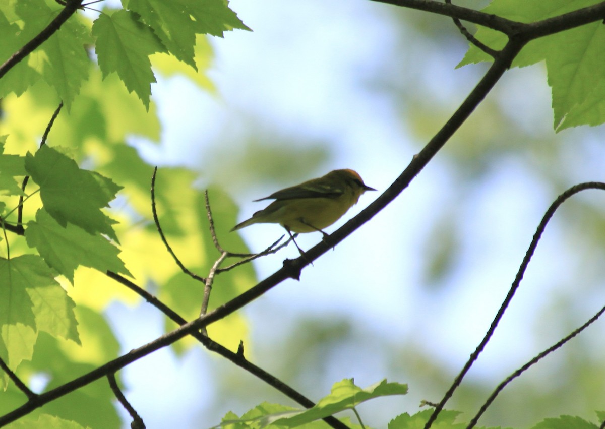 Blauflügel-Waldsänger - ML443229761