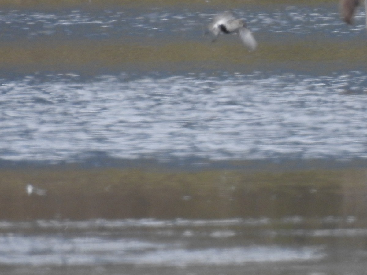 Dunlin - ML443230021