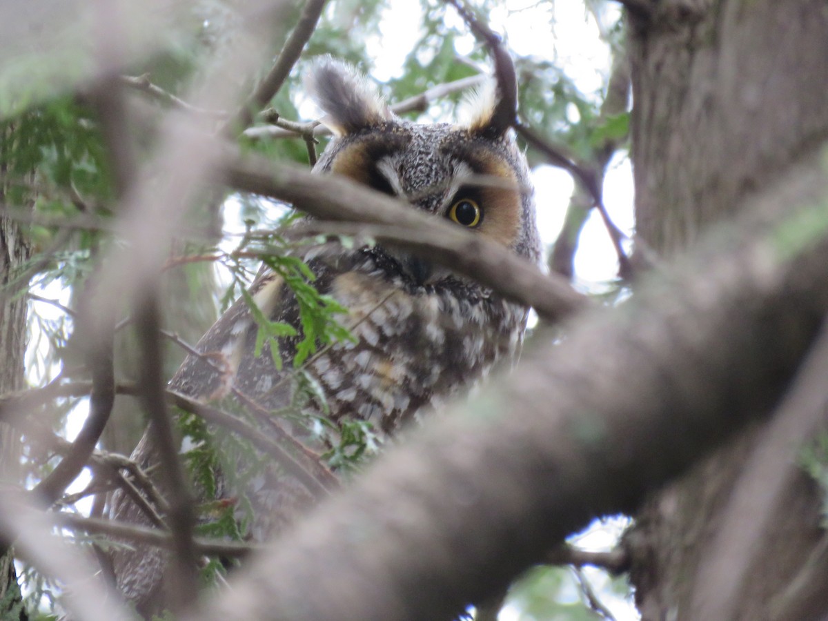 Long-eared Owl - Genevieve Leroux