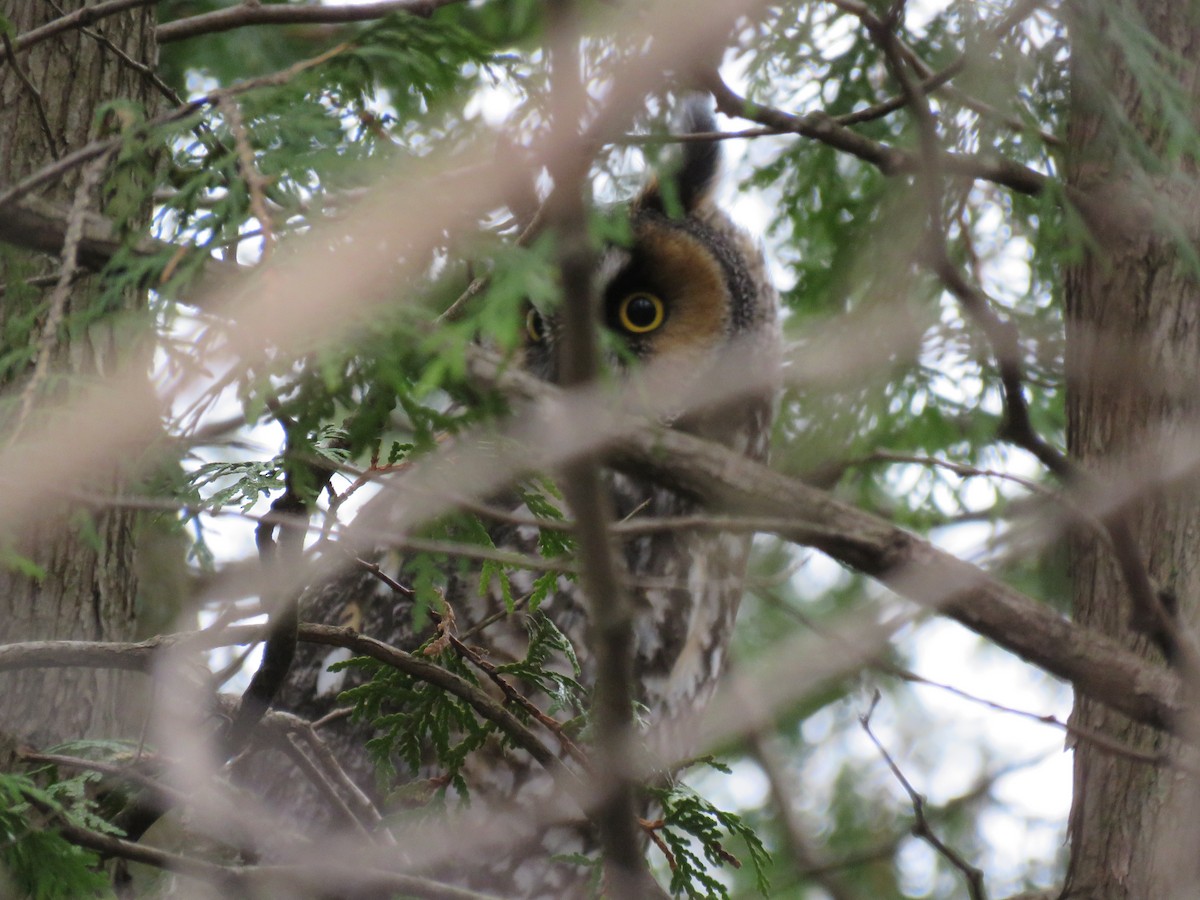 Long-eared Owl - Genevieve Leroux