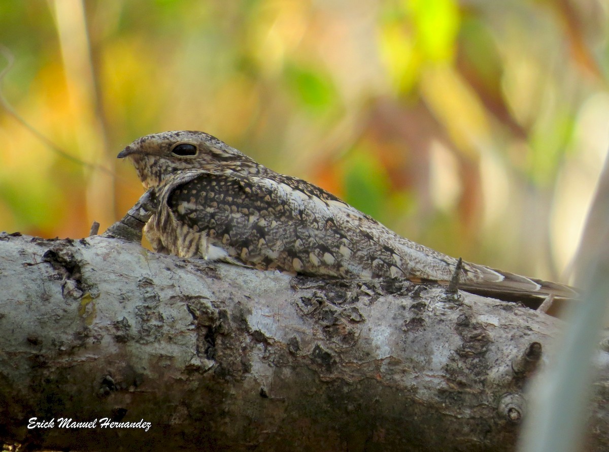 Lesser Nighthawk - ML44323201