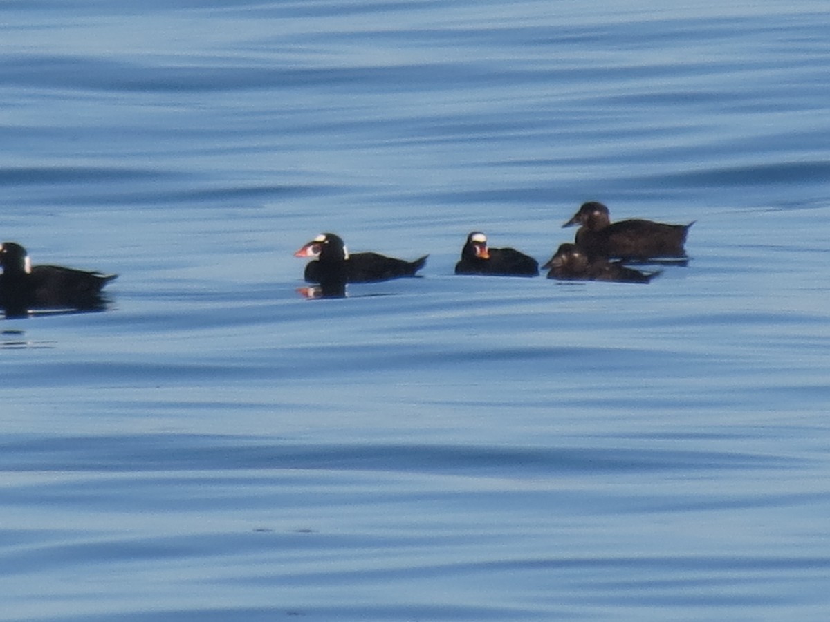 Surf Scoter - ML44323221