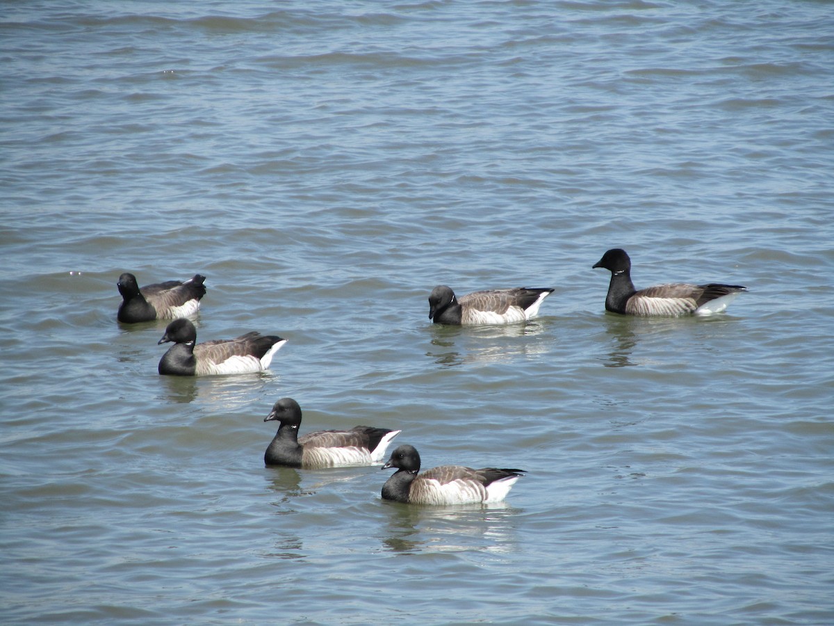 Brant - ML443232541