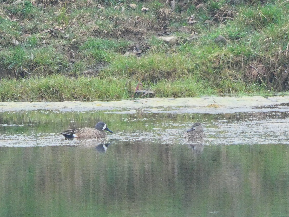 Blue-winged Teal - ML443233541