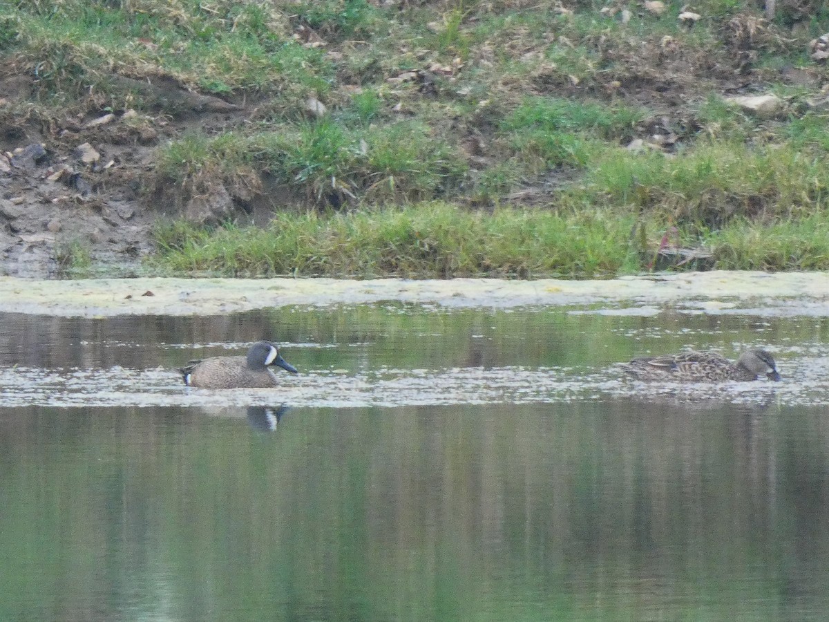 Blue-winged Teal - Anne Barbour