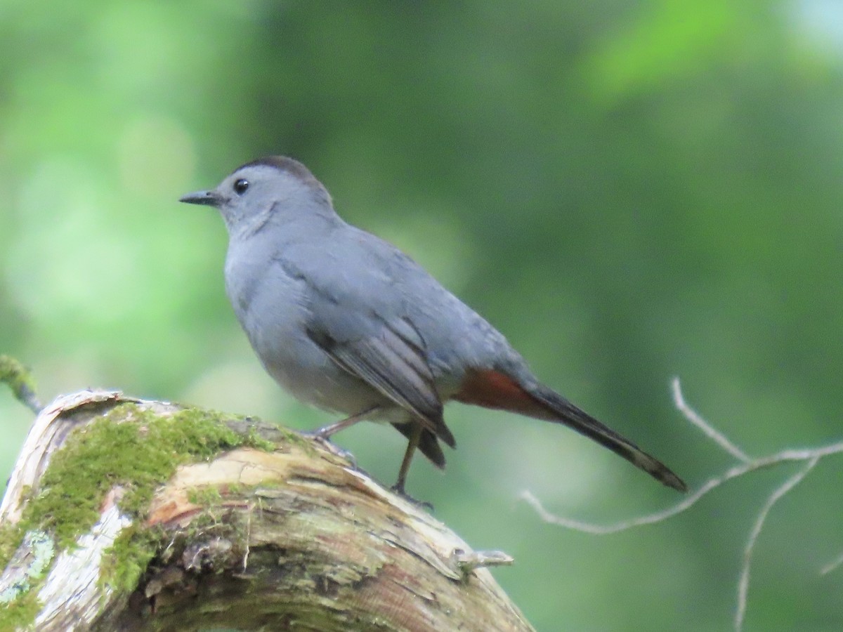 Пересмішник сірий - ML443234011