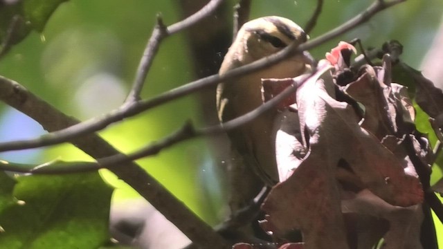 Worm-eating Warbler - ML443235361