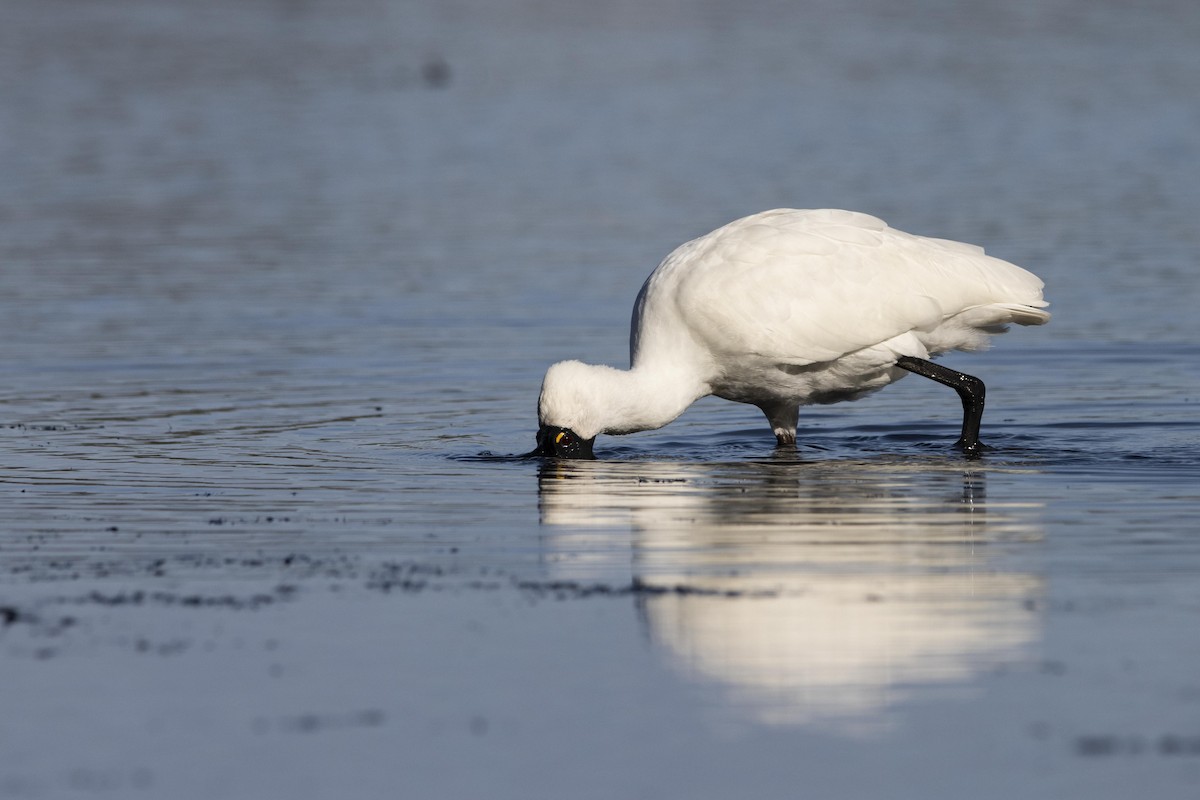 Royal Spoonbill - ML443236141