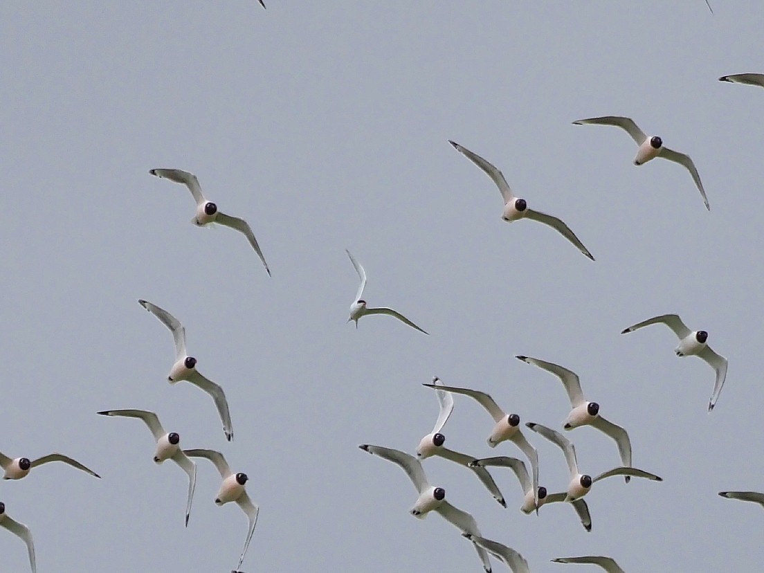 Forster's Tern - ML443237191