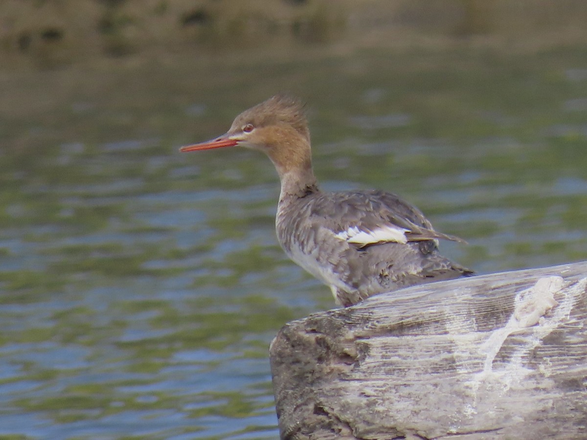 Red-breasted Merganser - ML443237791