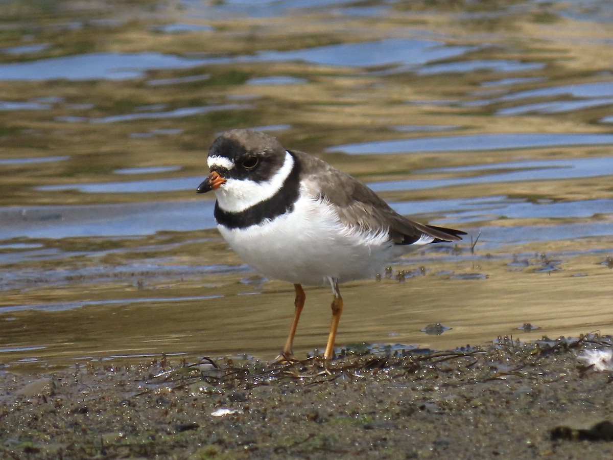 Semipalmated Plover - ML443237941