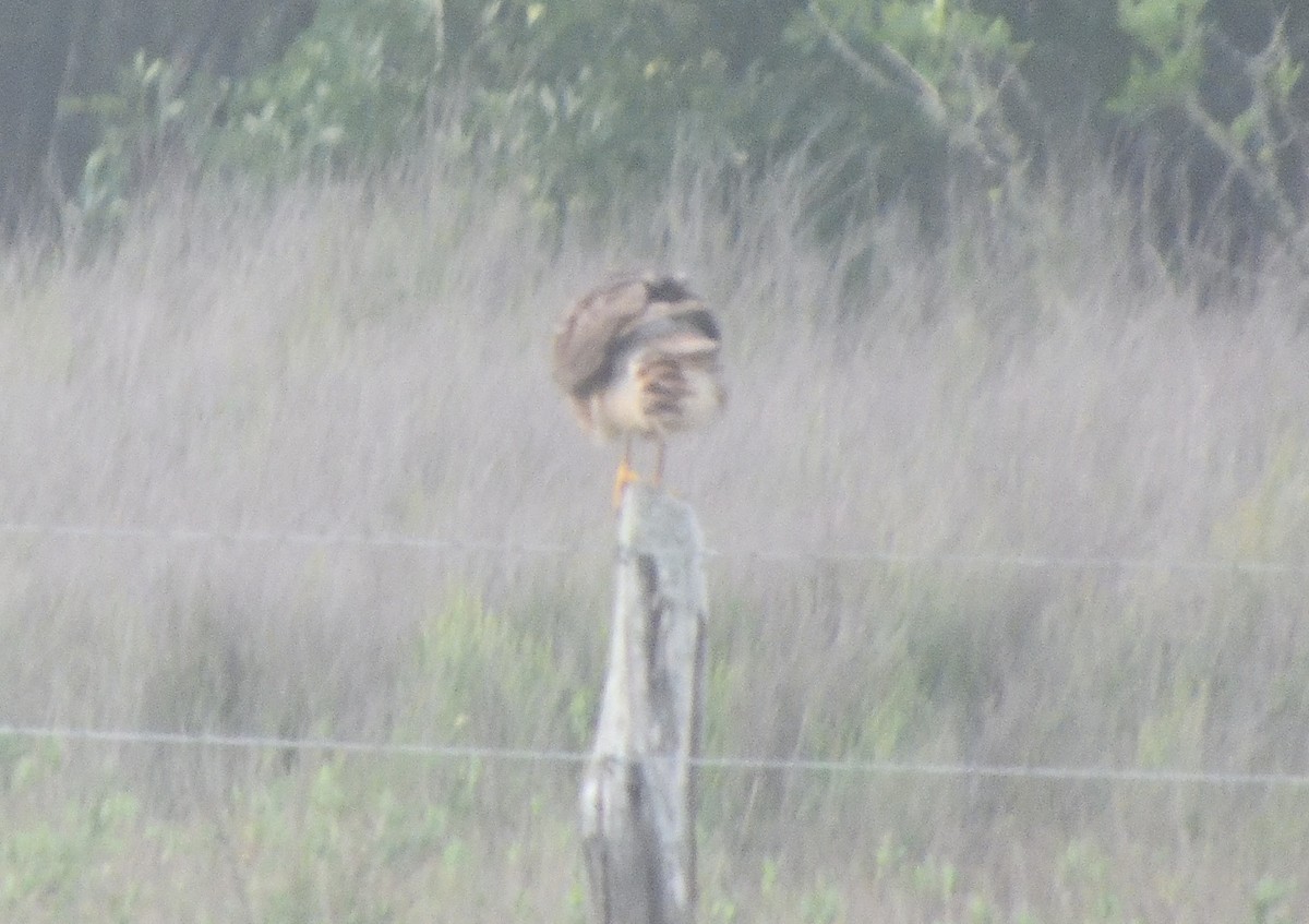 Northern Harrier - Merryl Edelstein