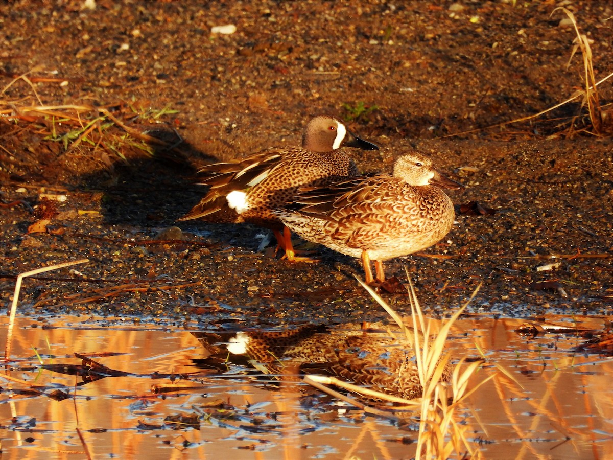 Blue-winged Teal - ML443238371