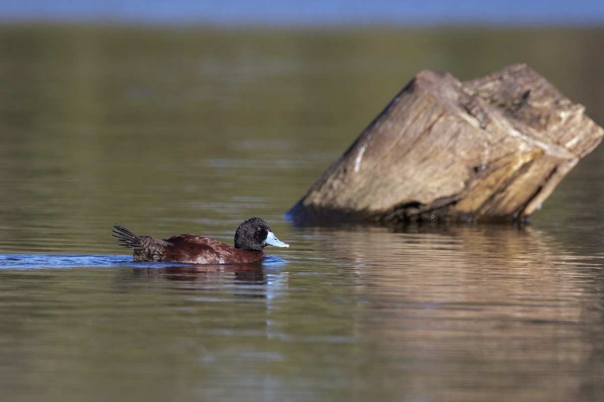 Blue-billed Duck - ML443238641