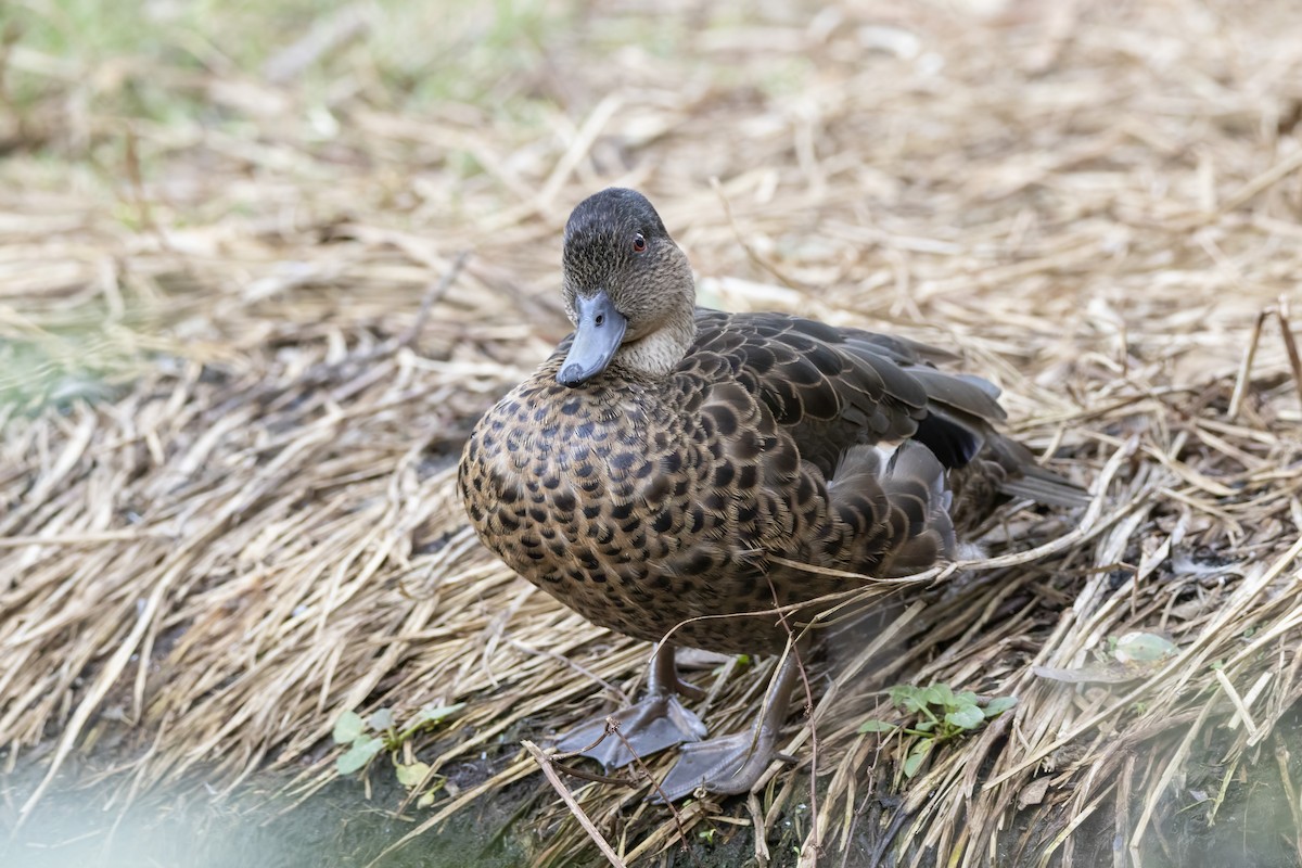 Chestnut Teal - ML443238701