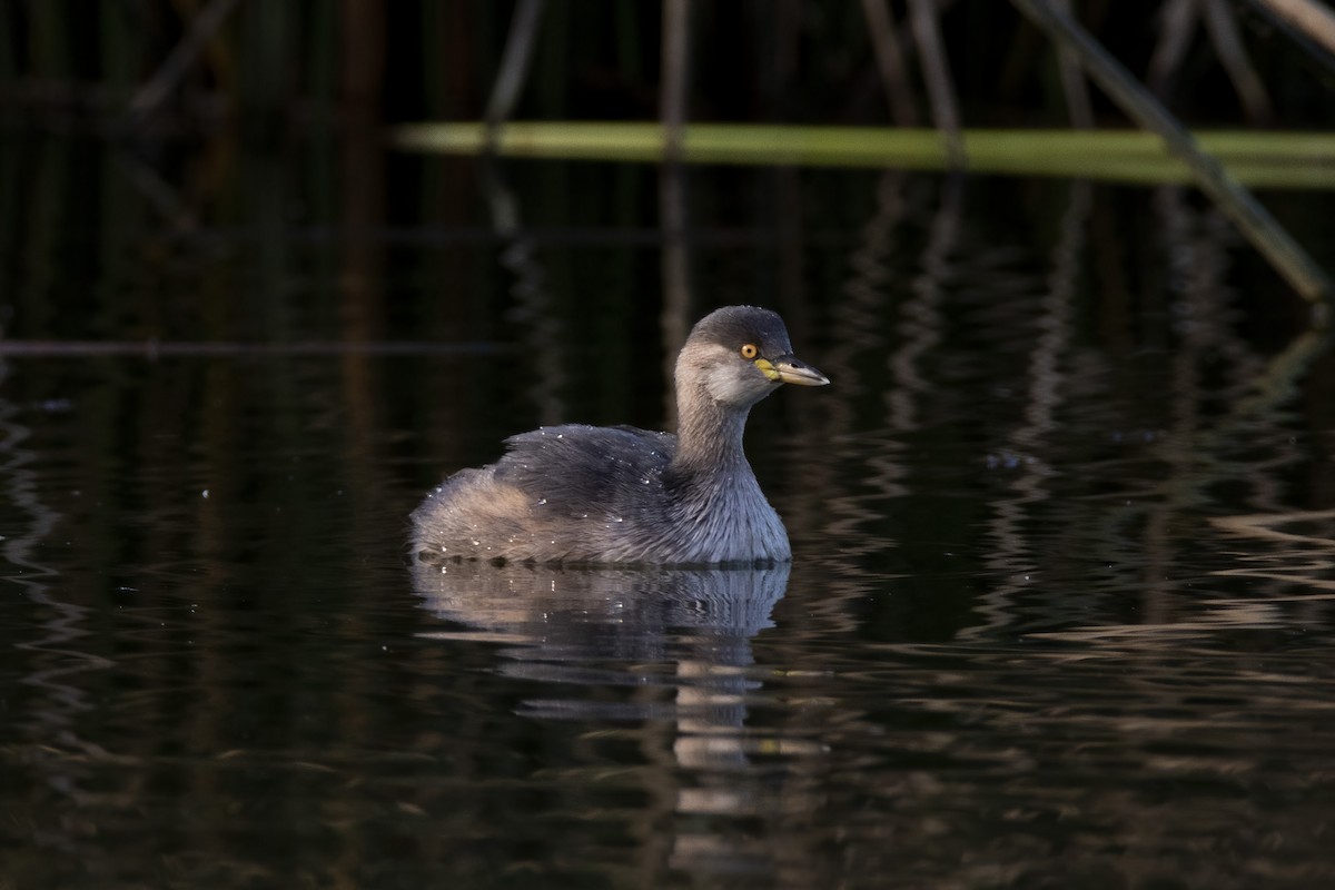 Australasian Grebe - ML443238781