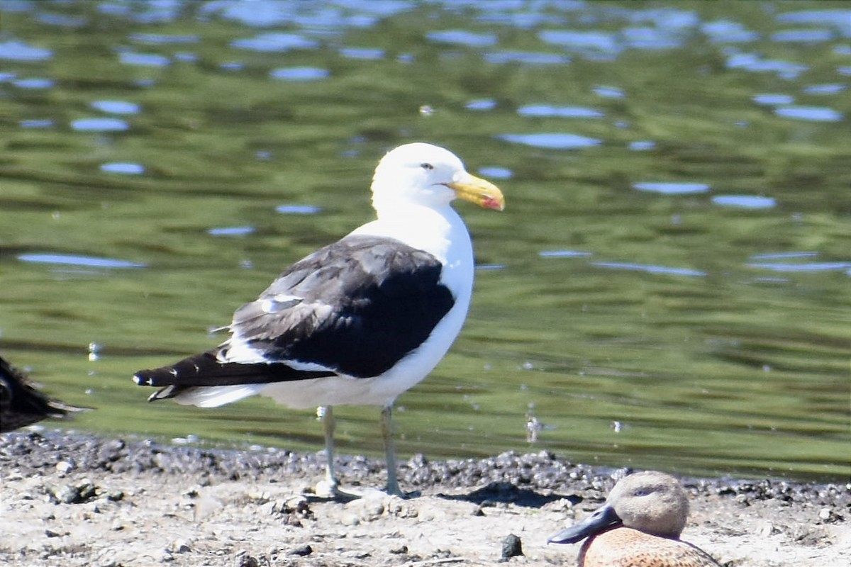 Kelp Gull - ML443238861