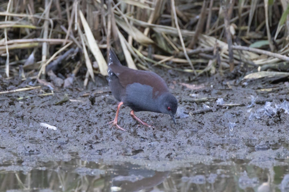 Spotless Crake - ML443238901