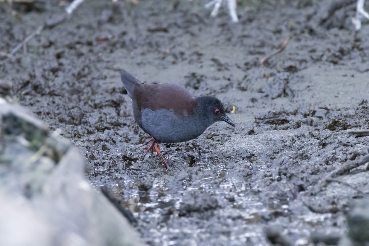 Spotless Crake - ML443238931