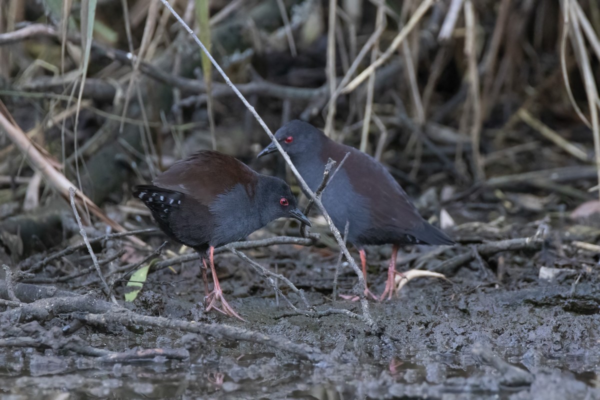 Spotless Crake - ML443238971