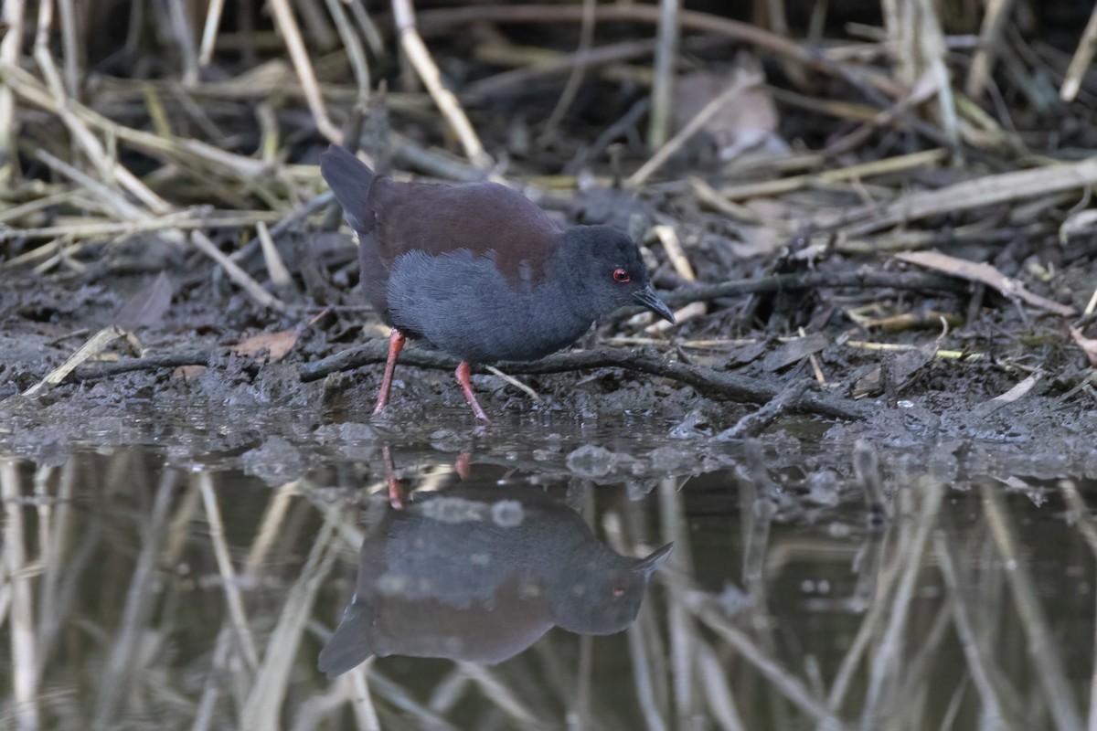 Spotless Crake - ML443239001