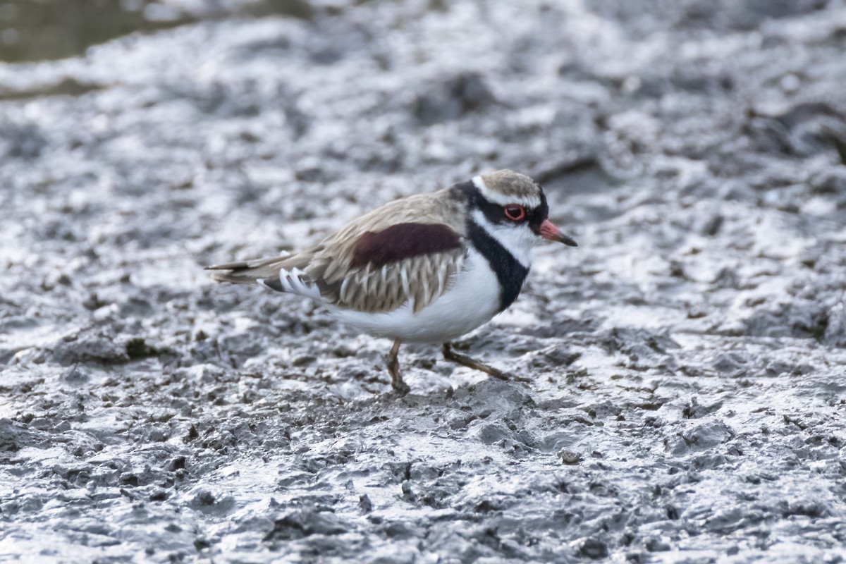 Black-fronted Dotterel - ML443239071