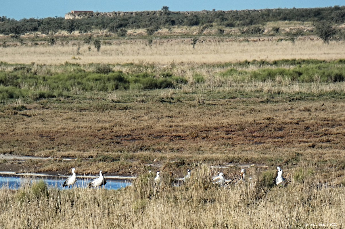 Upland Goose - ML443239081