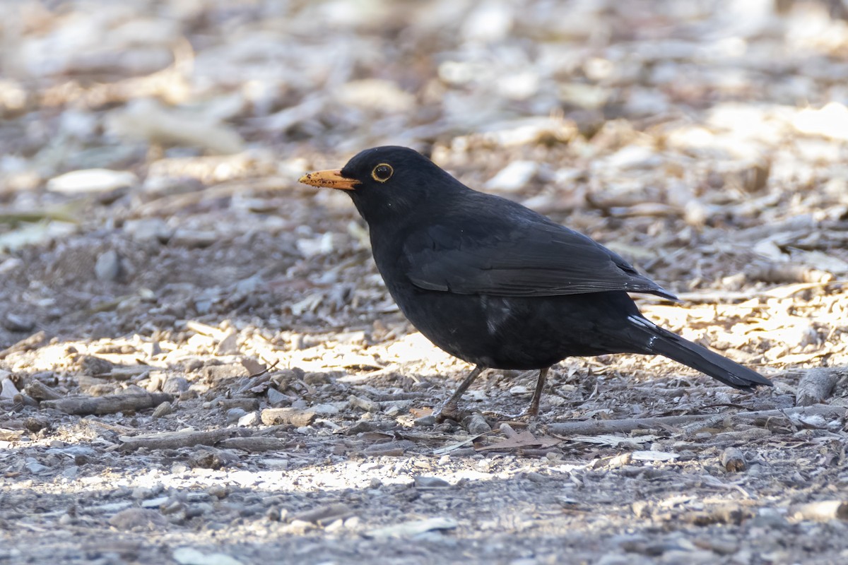 Eurasian Blackbird - ML443239521