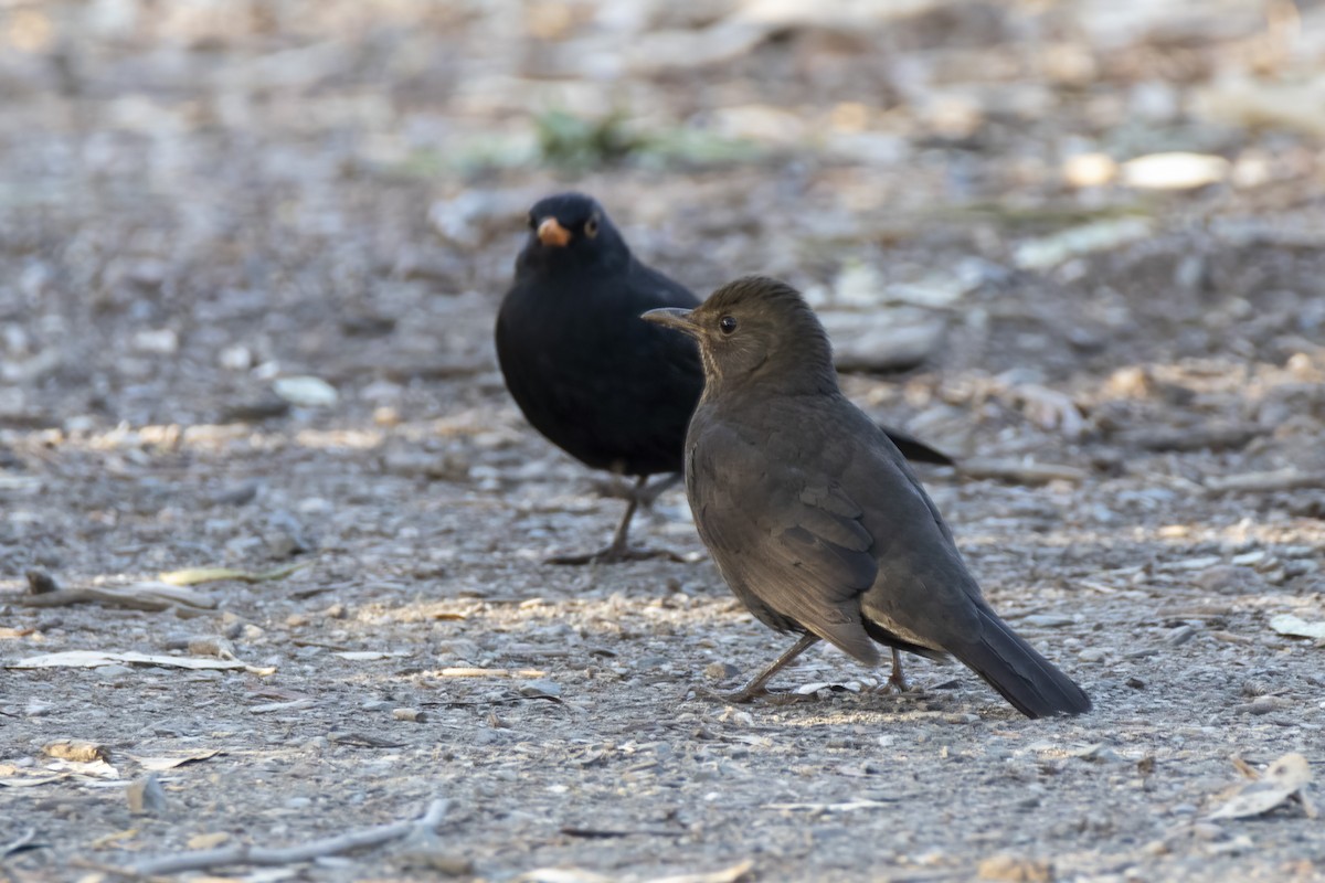 Eurasian Blackbird - ML443239581