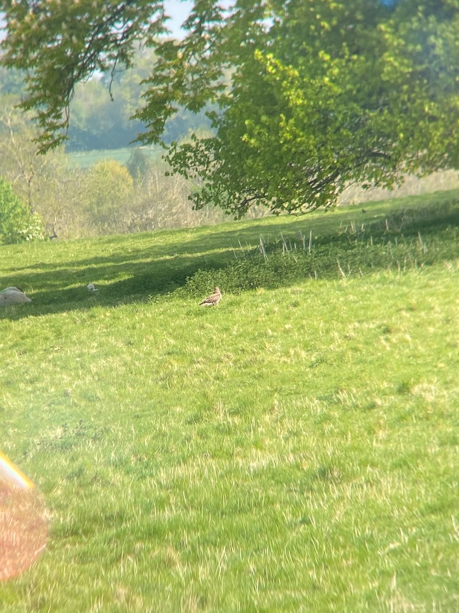 Common Buzzard - ML443240551