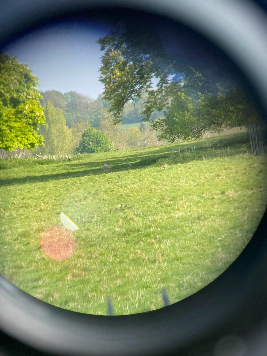 Common Buzzard - ML443240561