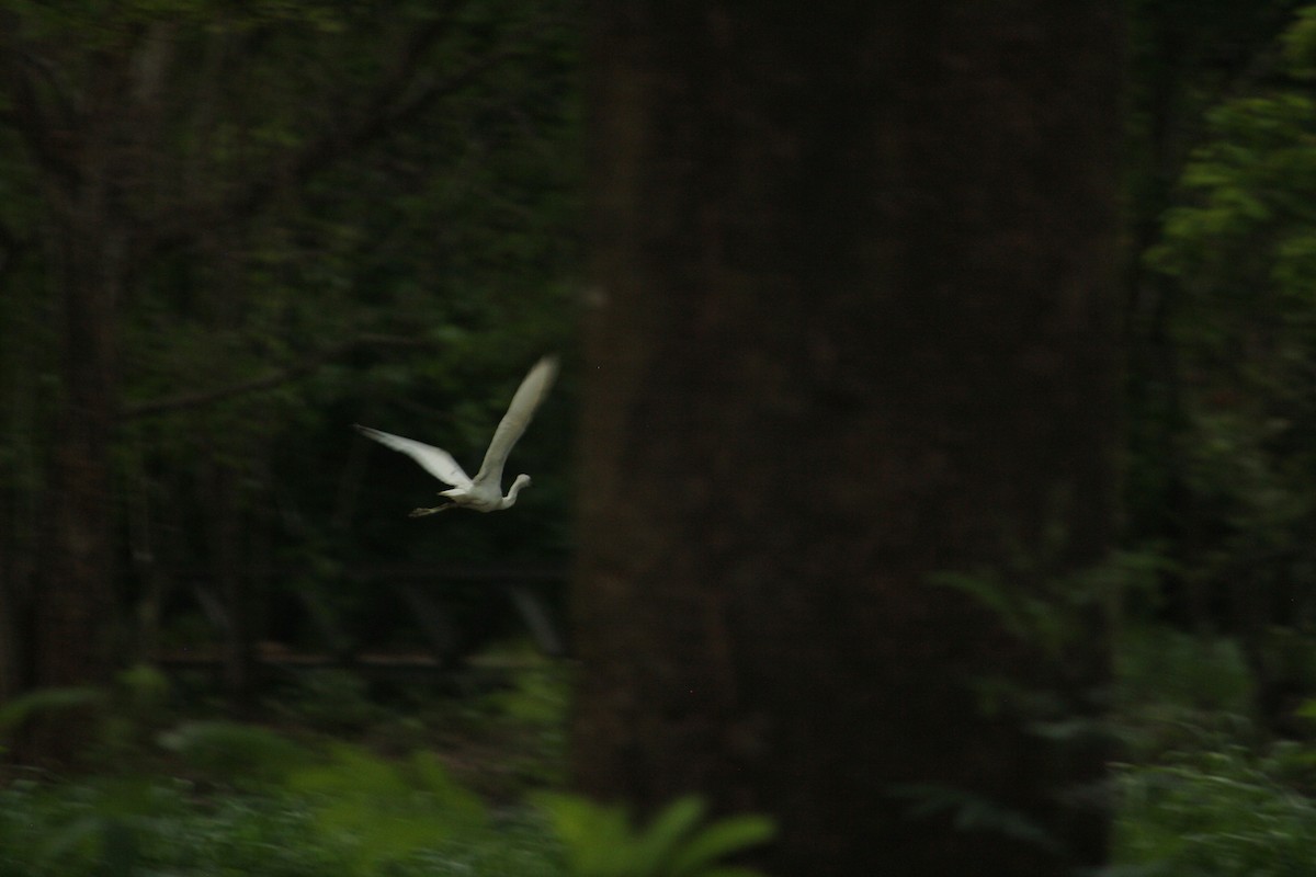 Little Blue Heron - Luis Mieres Bastidas