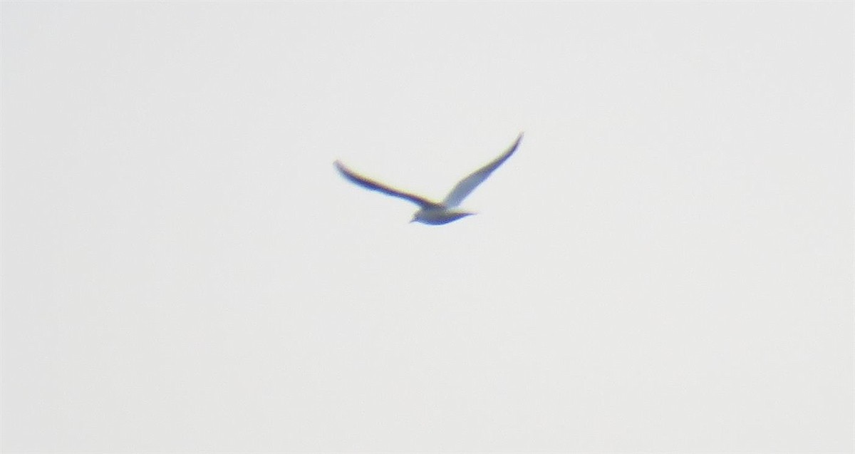 Black-headed Gull - ML44324081