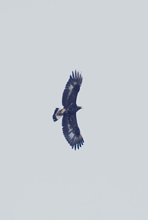 Golden Eagle - Jonathan  Kresge