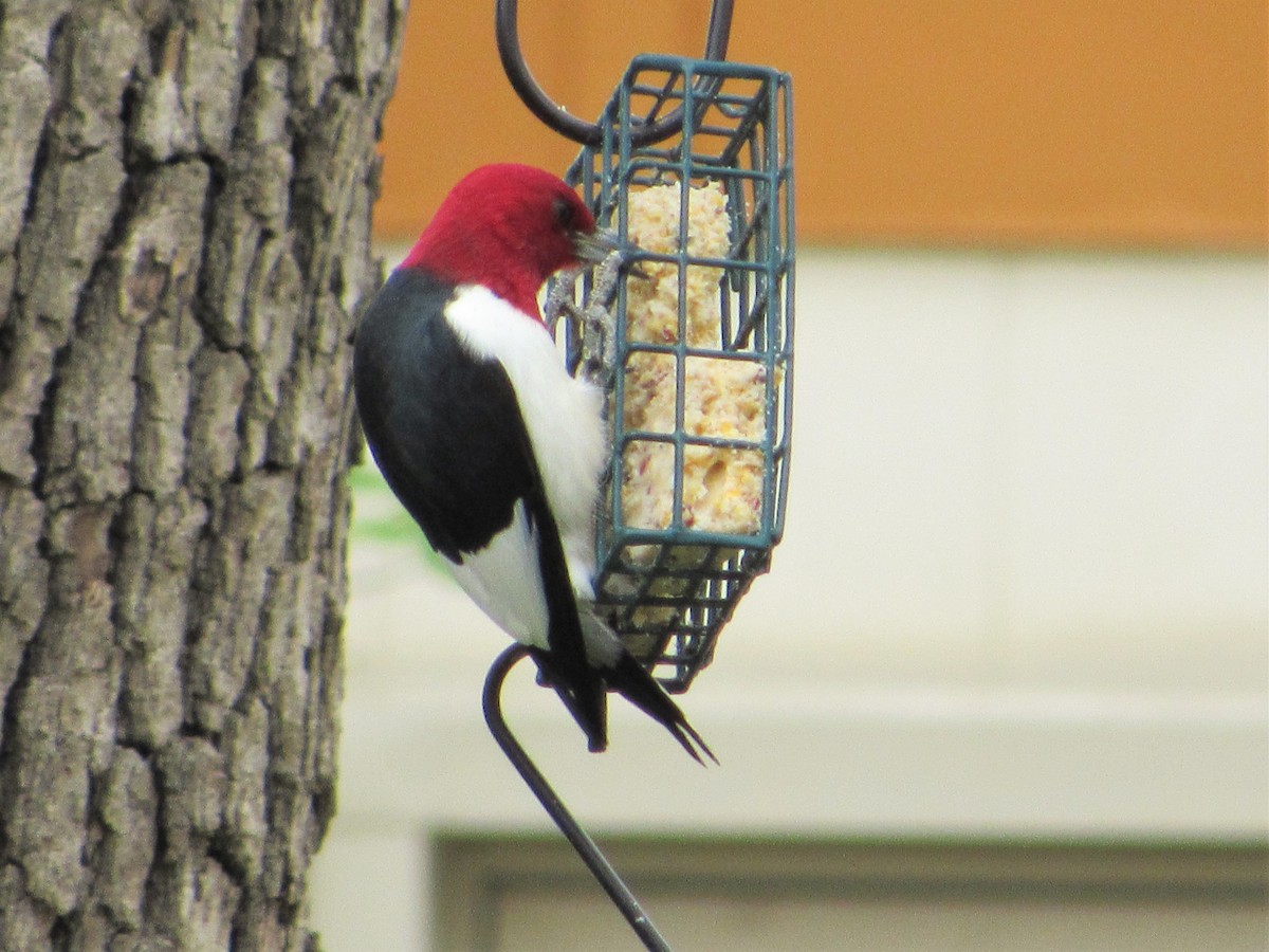 Red-headed Woodpecker - ML443243361