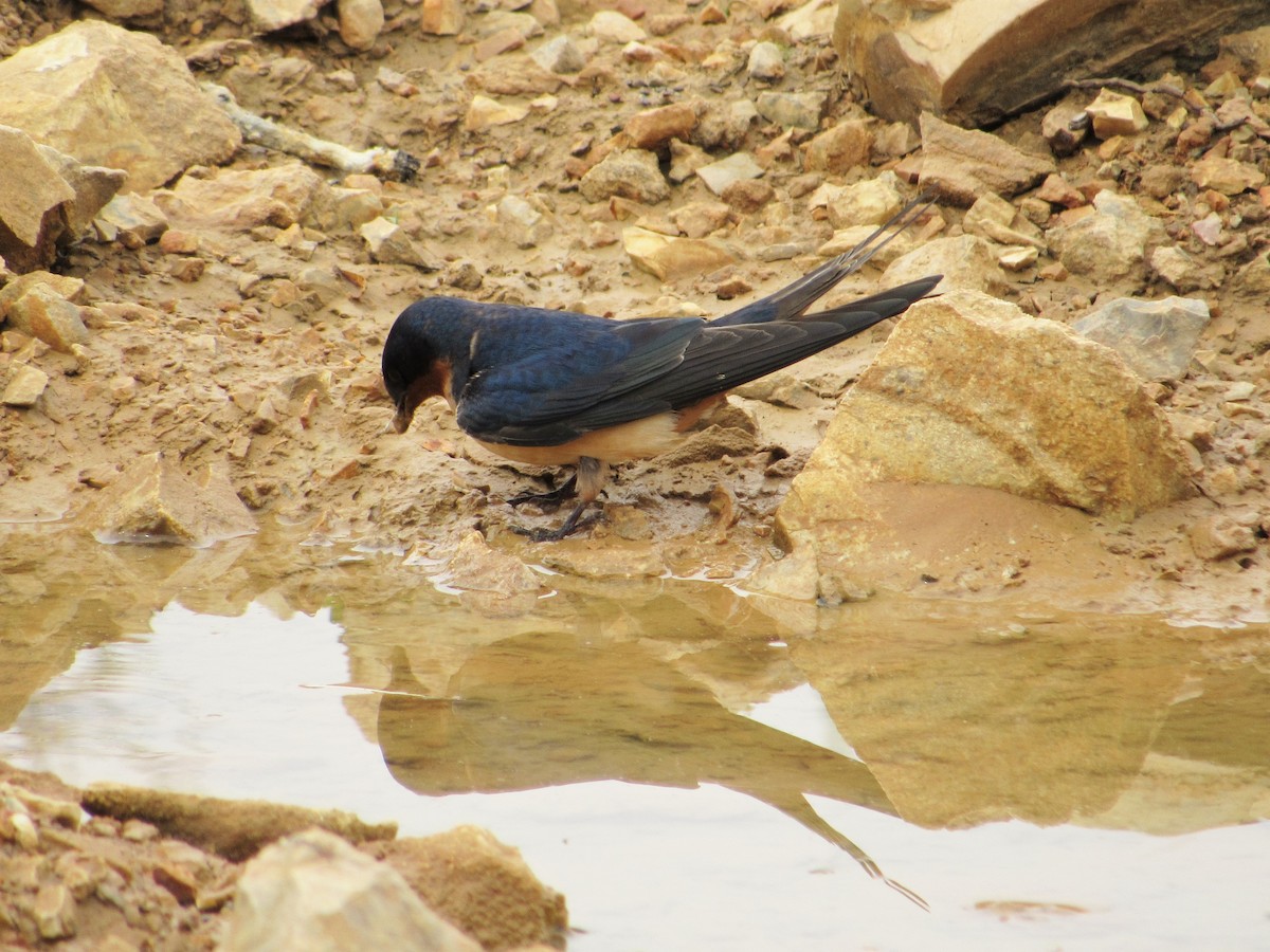 Barn Swallow - ML443243931