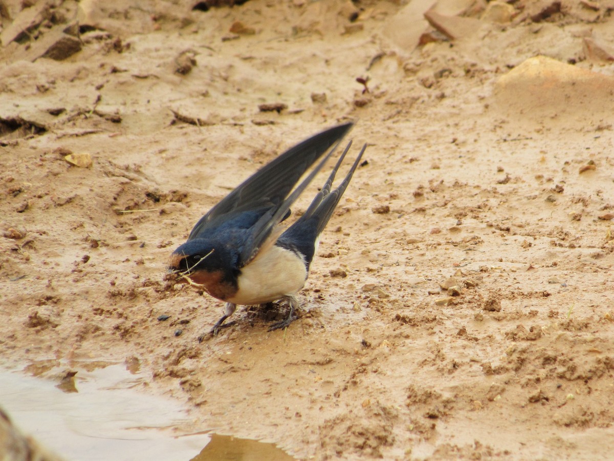 Barn Swallow - ML443243941