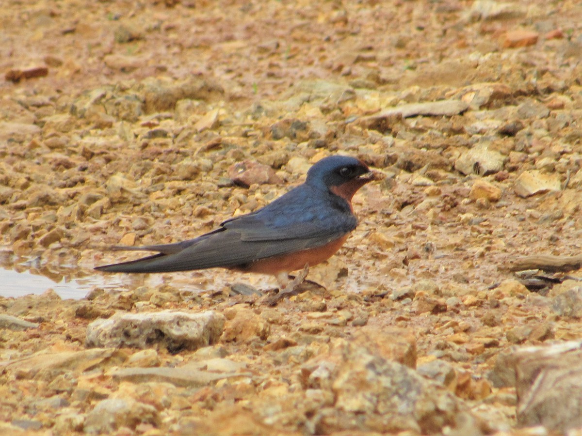 Barn Swallow - ML443243951