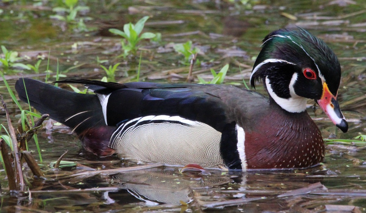 Wood Duck - ML443244691