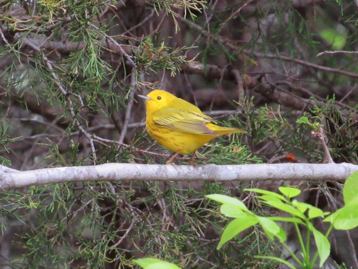 Yellow Warbler - Elaine Grose