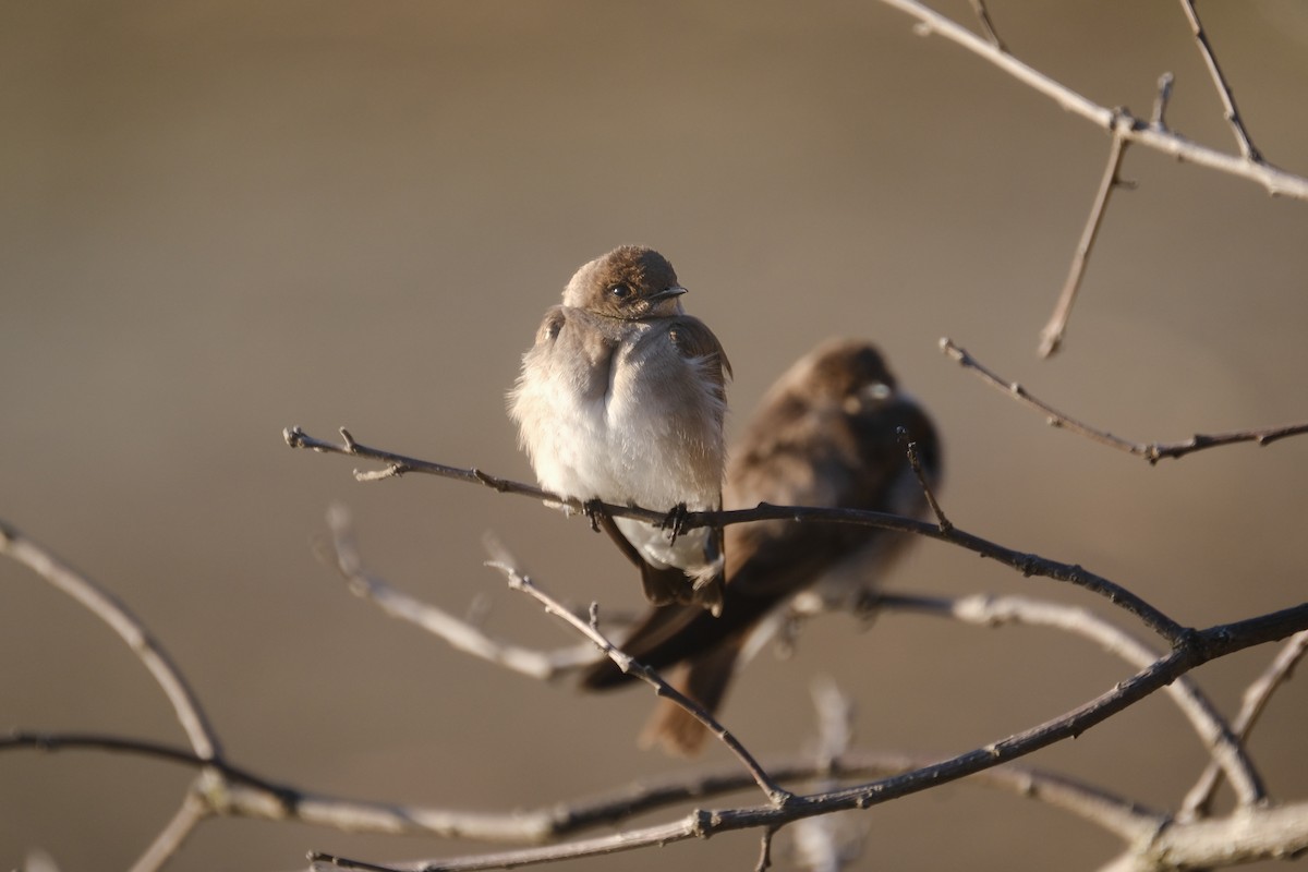 Northern Rough-winged Swallow - ML443247391