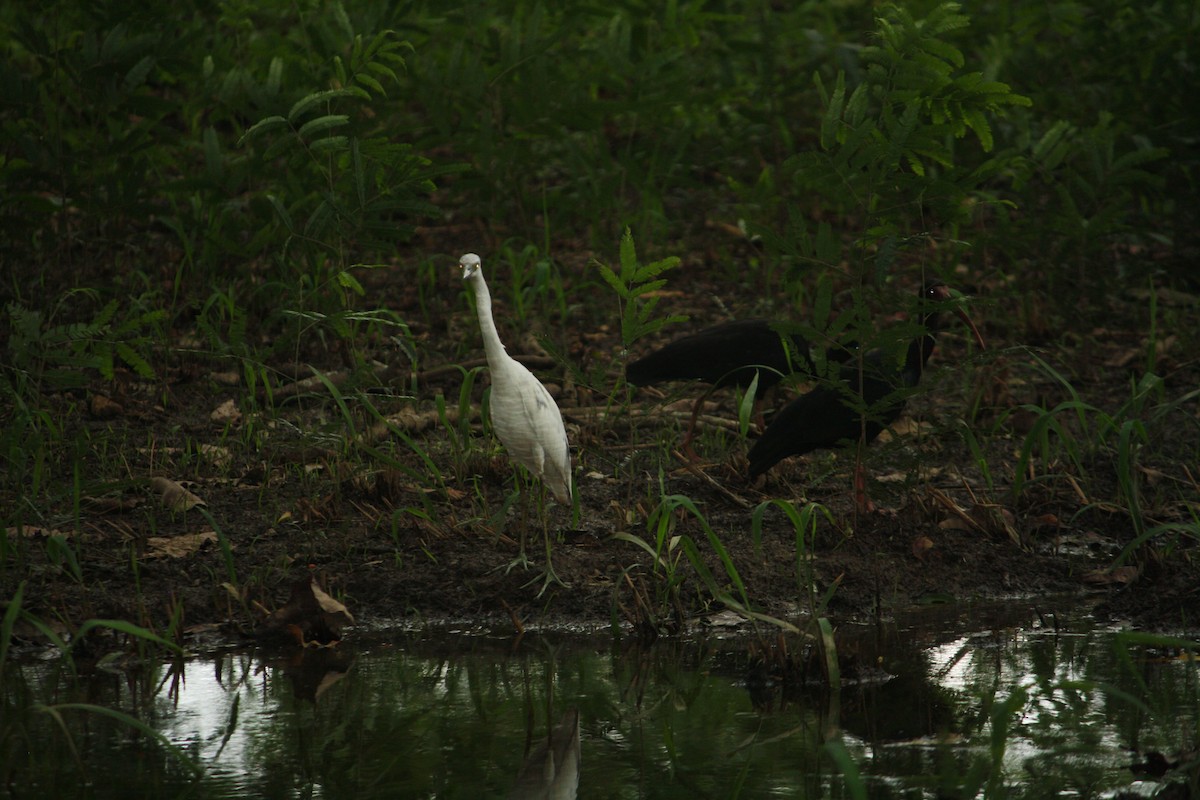 Little Blue Heron - Luis Mieres Bastidas