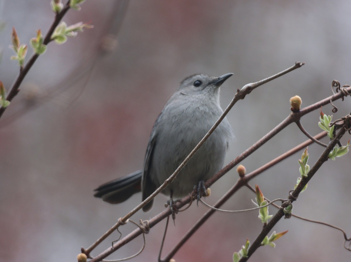 Gray Catbird - Liam Norton