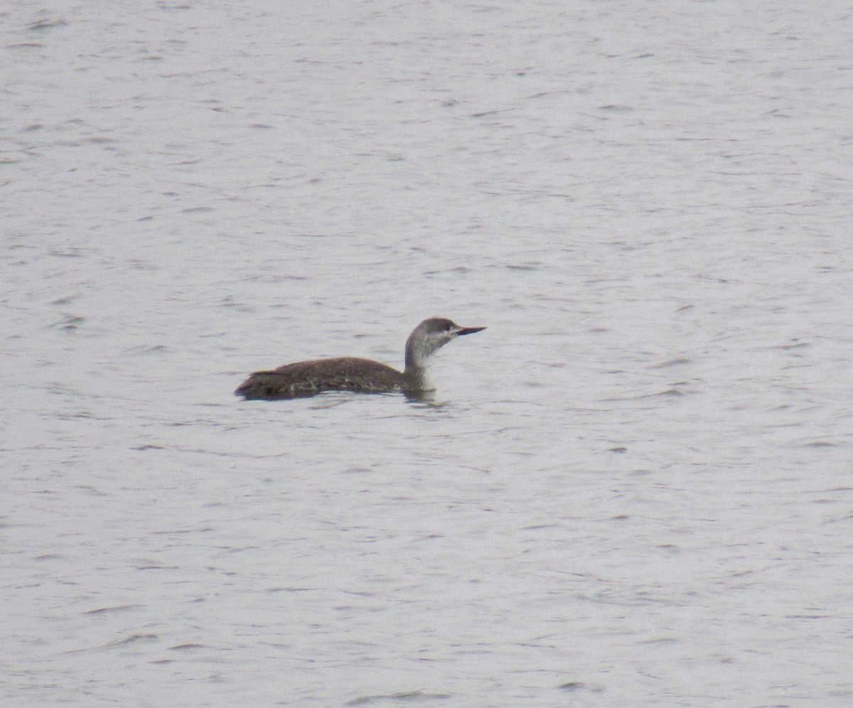 Red-throated Loon - ML443251691