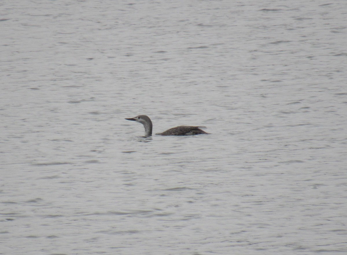 Red-throated Loon - ML443251841