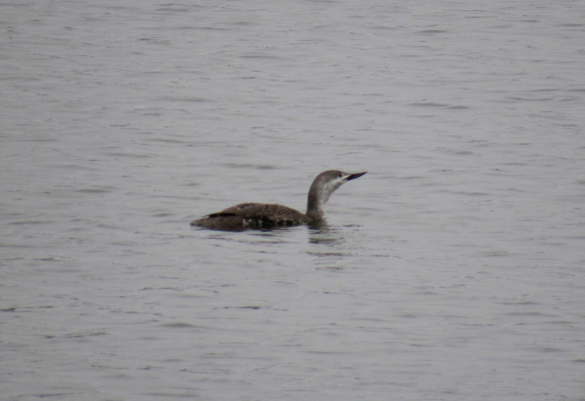 Red-throated Loon - ML443252161