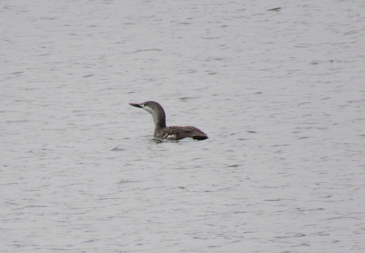 Red-throated Loon - ML443252241