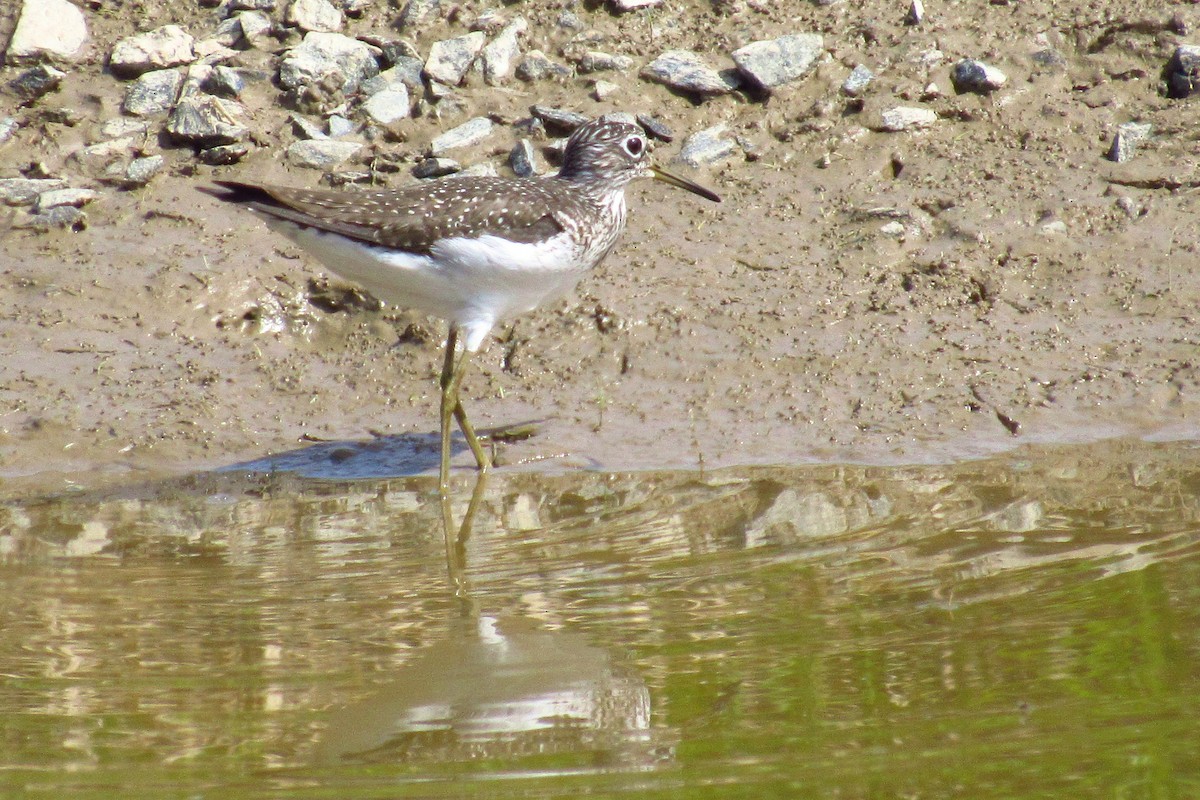 Solitary Sandpiper - ML443254791