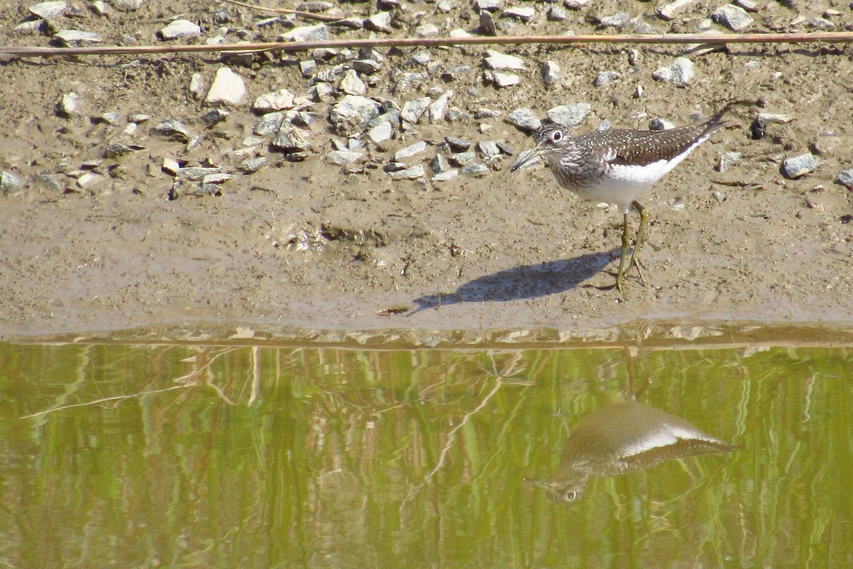 Solitary Sandpiper - Eric Walther