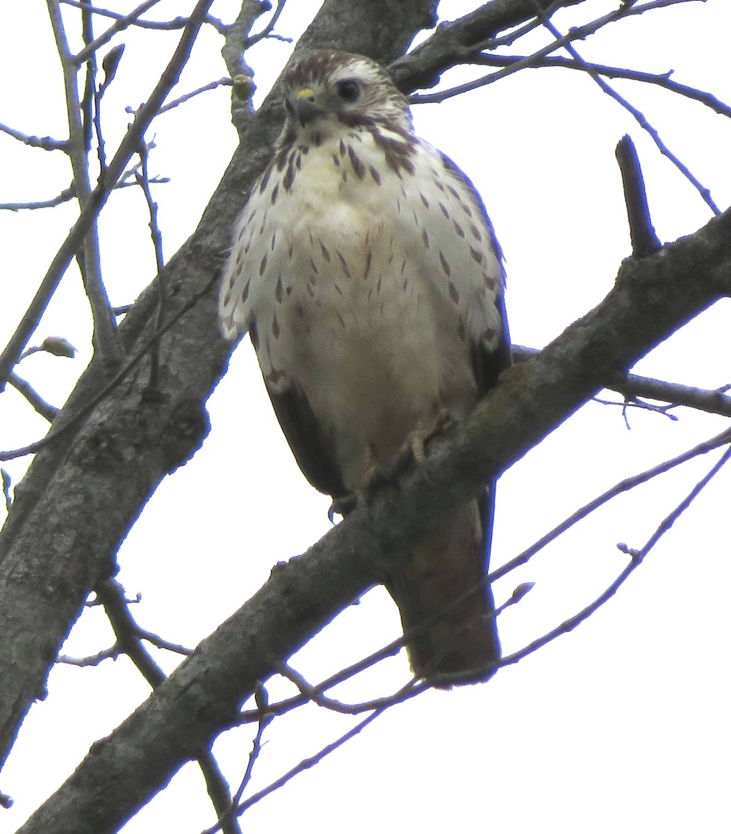 Broad-winged Hawk - ML443256501